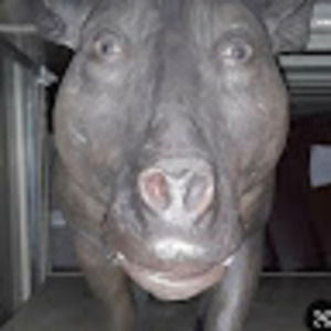 Meet your Posher, Desiree